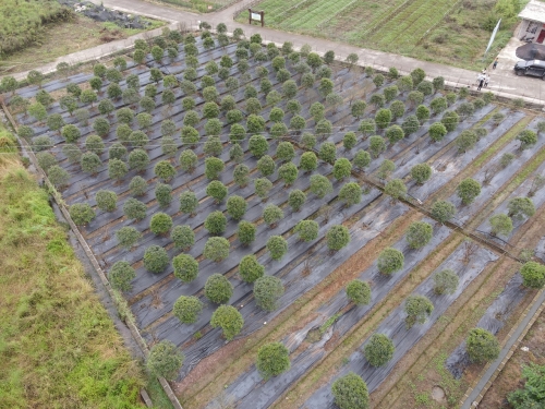 貴陽三江壩苗圃基地